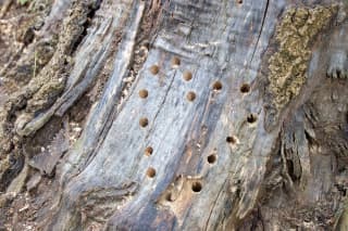 Hmyzí domek v procesu